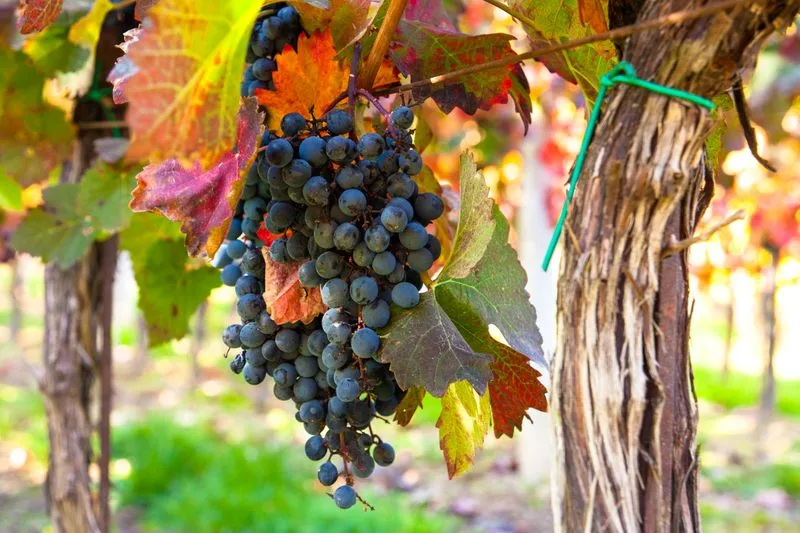 Ripening grapes on the vine in South Moravia