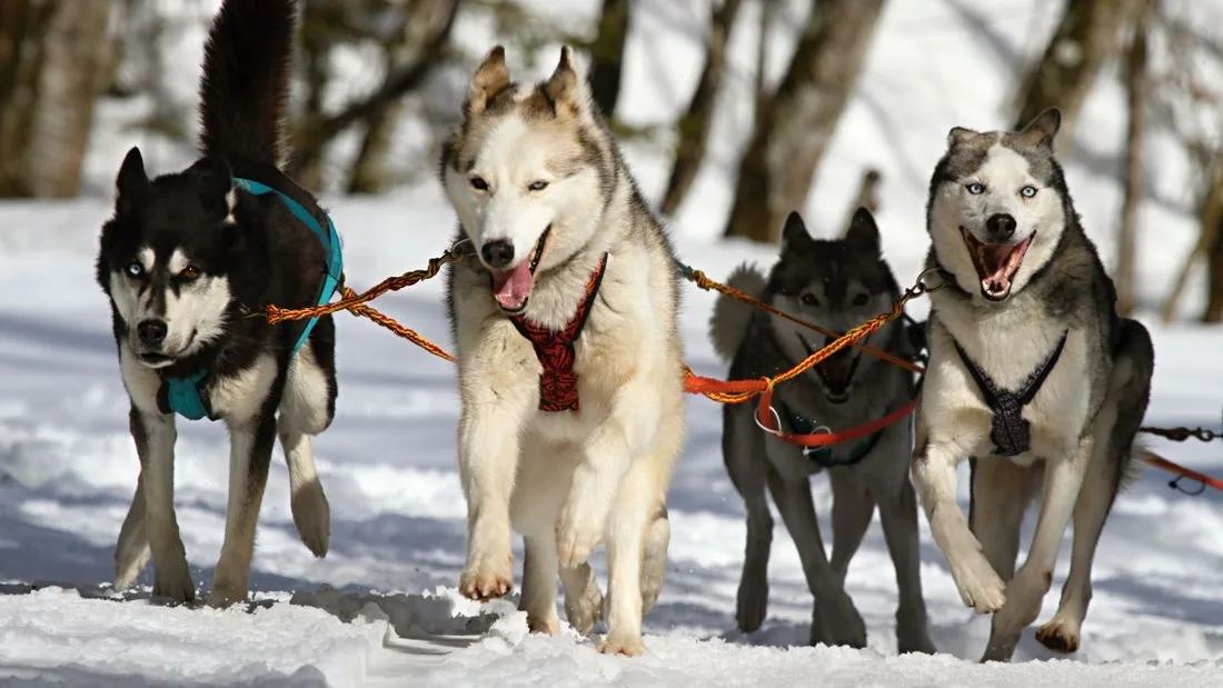 A husky team running in harness through the snow in Lapland