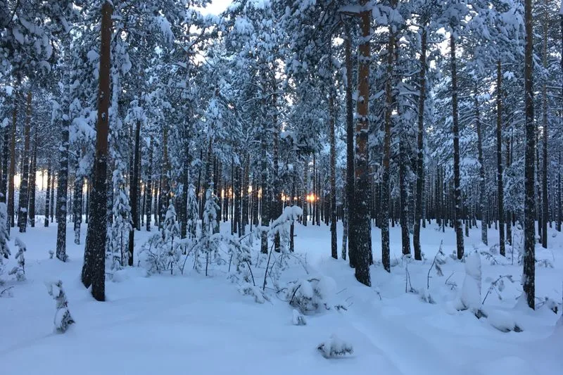 Lights among snow-covered pines in the forest at Rovaniemi