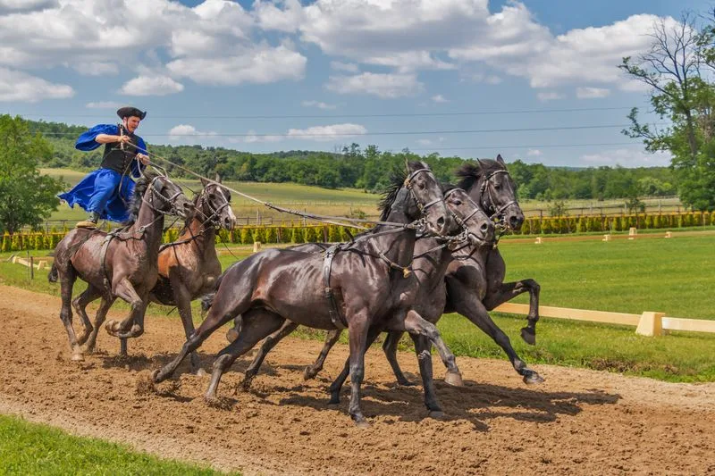 A csikós in traditional dress driving the Puszta Five horse display
