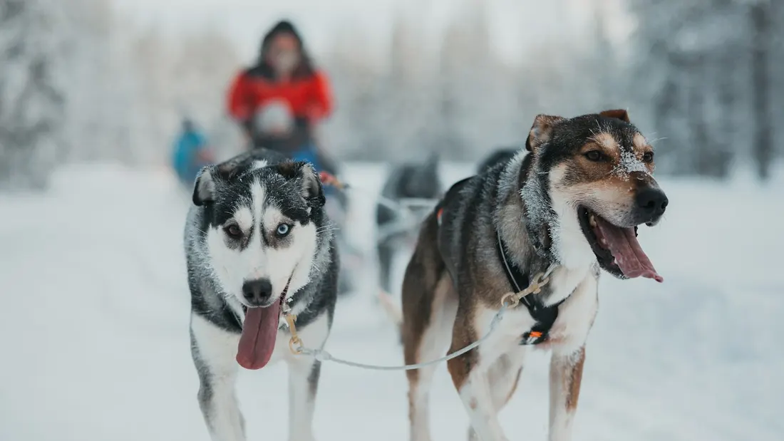 A sled dog team pulling a guest through the snow near Levi in Finnish Lapland