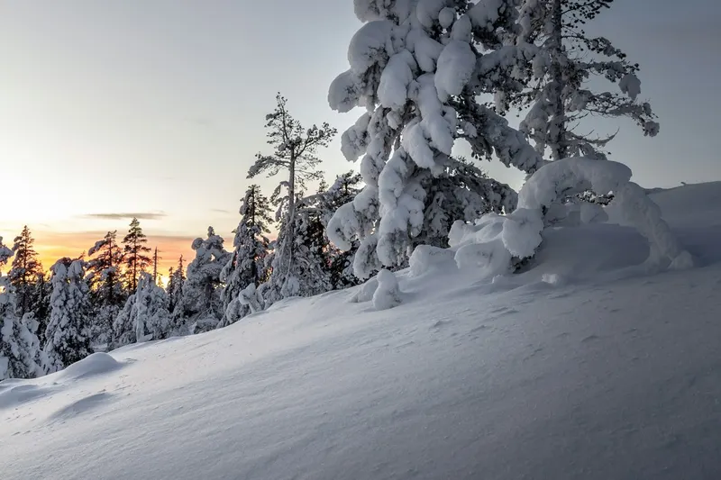 Snow-covered spruce trees on a fell at Levi at sunset