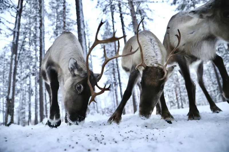 Reindeer feeding in the snow in a forest at Rovaniemi
