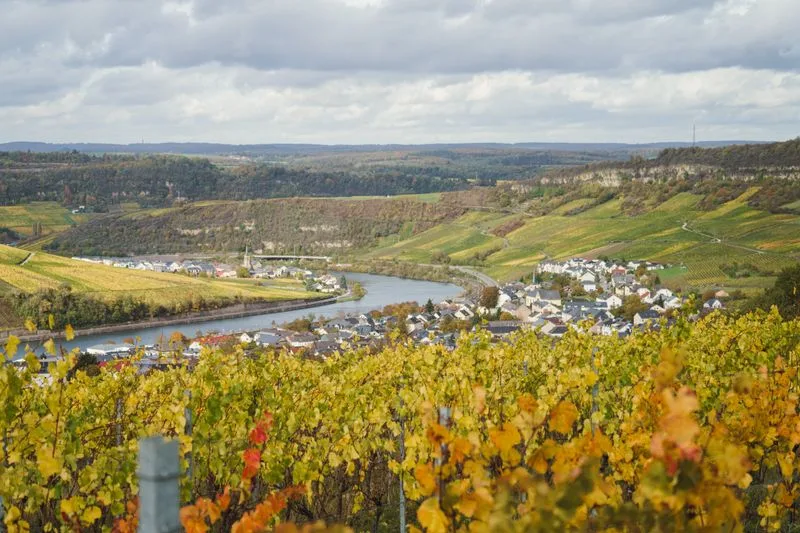Terraced vineyards above the Moselle river