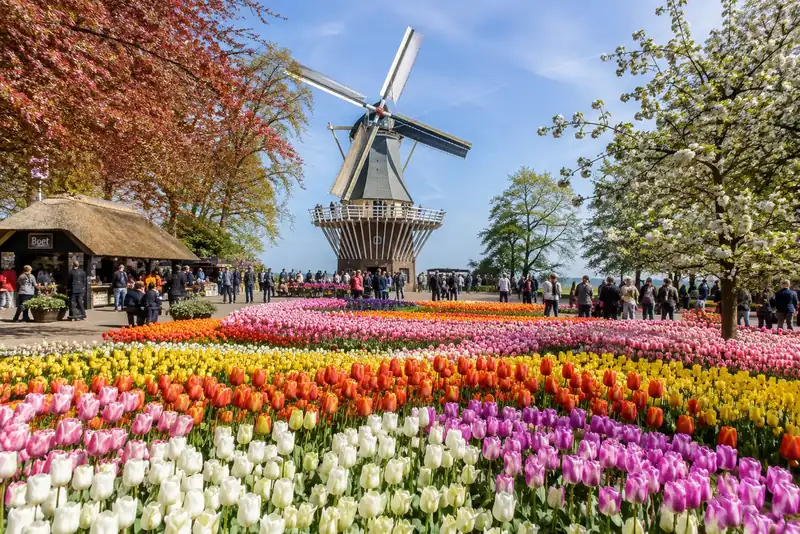 Keukenhof & the Bulb Fields